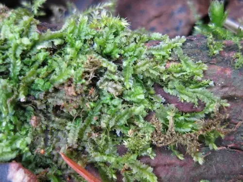 異葉裂萼蘚