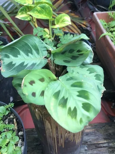 Prayer plant (Maranta) - PictureThis