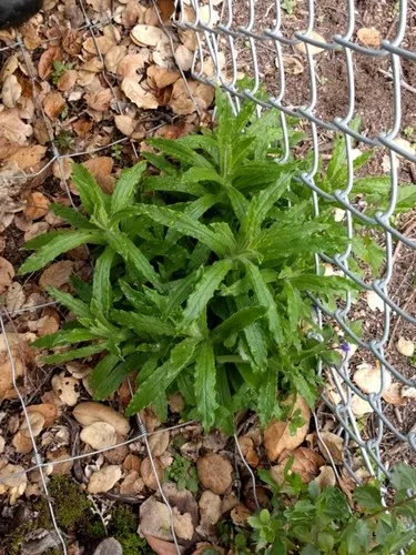ladies tobacco plant uses Ladies' tobacco (Pseudognaphalium californicum)