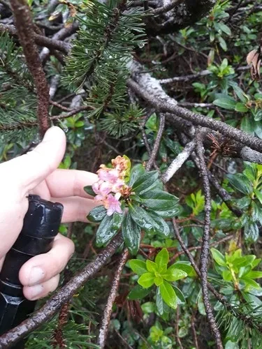 thuja smaragd wurzelware Lebensbaum Smaragd — Baumschule-Pflanzen.de