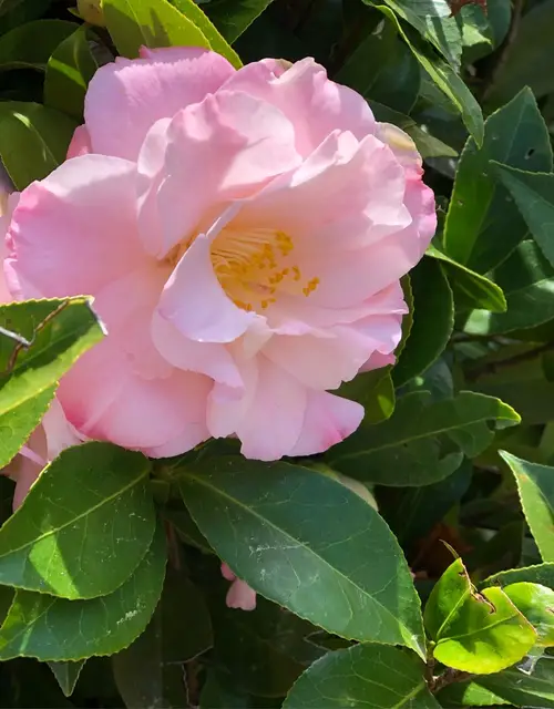 Camellia × williamsii 'Tiptoe'