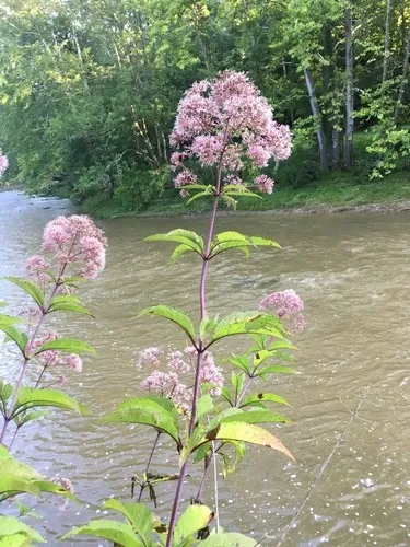 Hollow joe-pye weed (Eutrochium fistulosum) - PictureThis