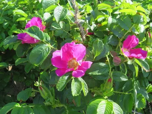 How to Plant and Grow Rugosa rose(Rosa rugosa)