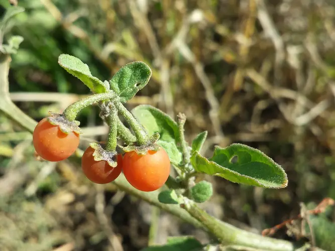 Solanum Villoso