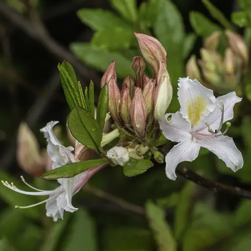 Bunga azalea barat