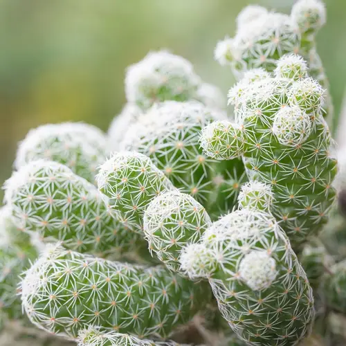 Cactus de dé à coudre