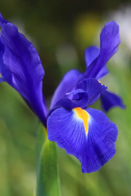 Iris hollandica 'Professor Blaauw'