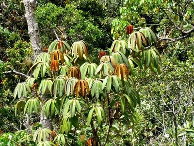 How to Grow and Care for Schefflera trianae