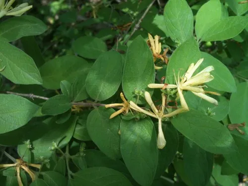 キンギンボク（金銀木） (ケア, 特徴, 花, 画像)