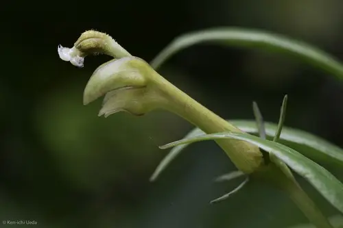 Burmeistera microphylla
