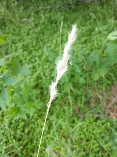 Silver Beard Grass