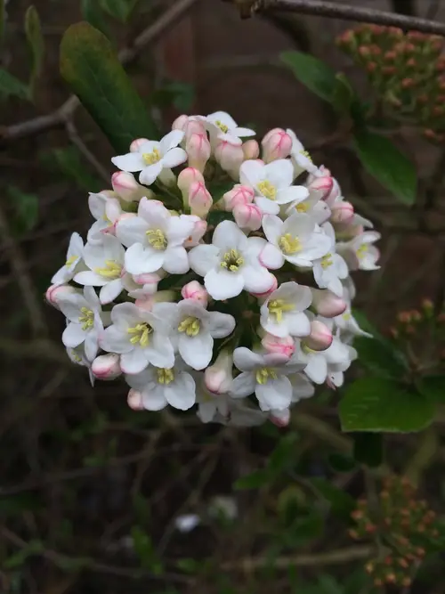 Viburnum × burkwoodii 'Anne Russell'