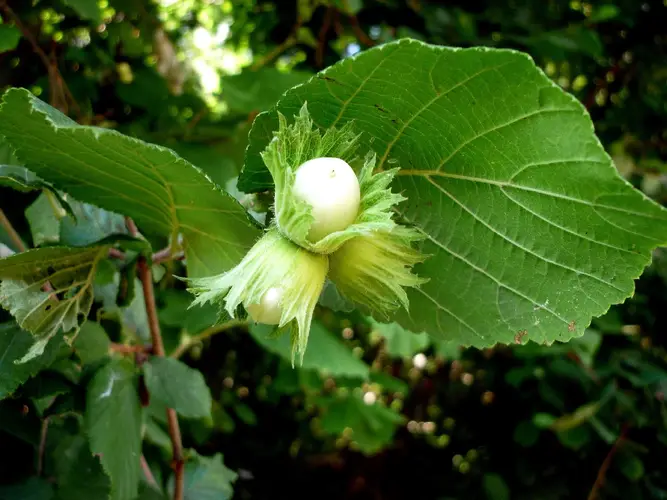 How to Plant and Grow Common hazel(Corylus avellana)