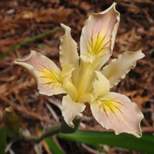 L'iris de purdy