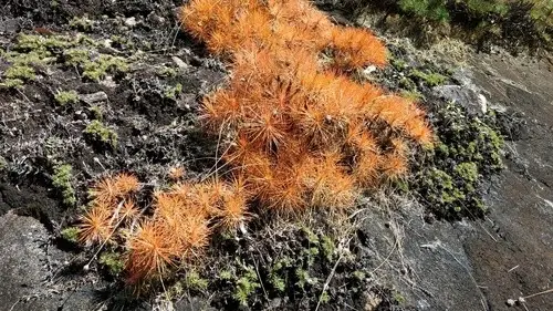 Porcupine bush