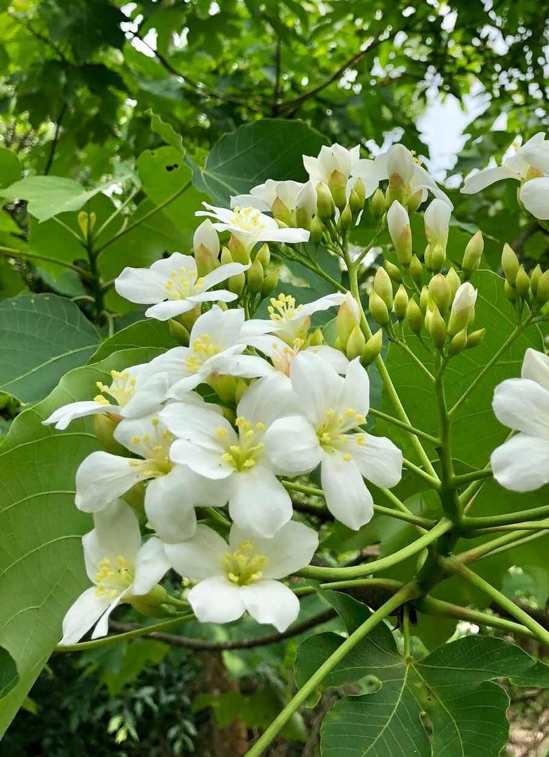 The Language and Meaning of the Mu Oil Tree: A Symbolic Flower Journey