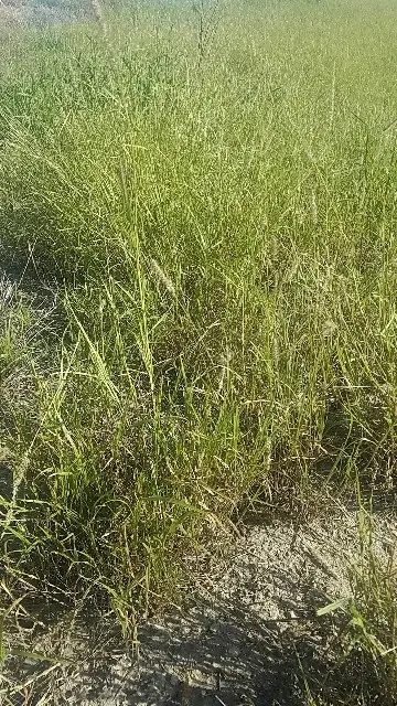 عشب الحبل الناعم 