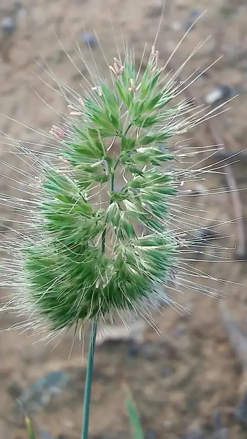 Bristly dogstail-grass