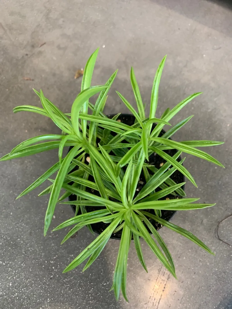 How to Repot Your Pincushion peperomia 'Happy Bean': A Step-by-Step Guide