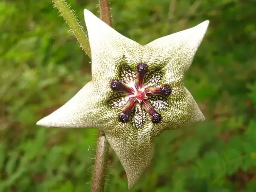 Dictyanthus yucatanensis