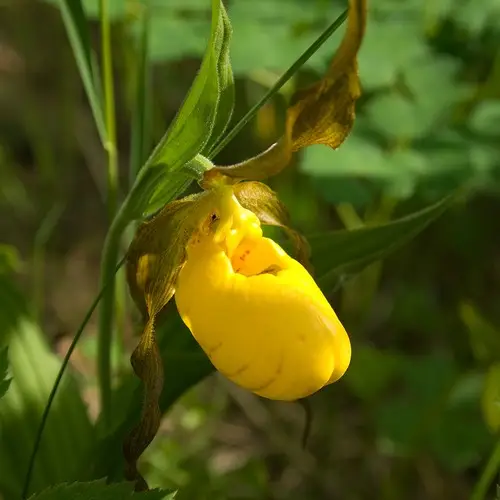 Lesser Yellow Lady's Slipper
