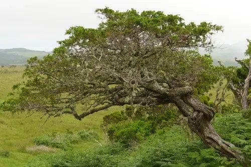 Azores juniper