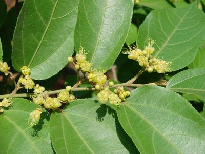 Guásimo (Guazuma ulmifolia) - PictureThis