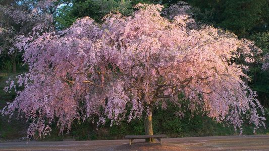 シダレザクラ(枝垂桜)の育て方・栽培方法