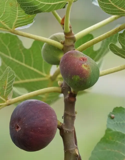 Common fig 'Celeste'