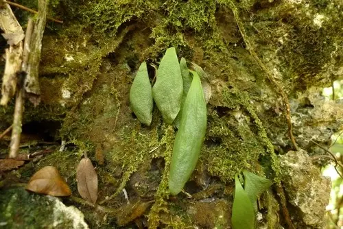 Antrophyum plantagineum