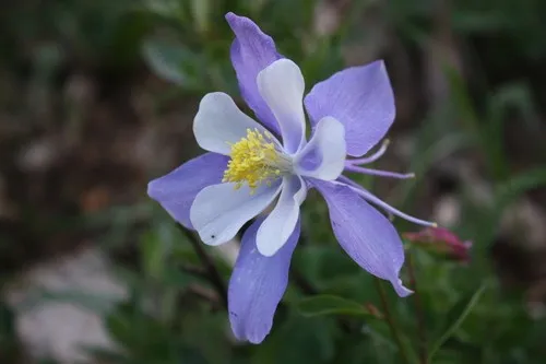 Fleur d'ancolie isolée sur fond transparent | PSD Gratuite Fleur d'ancolie isolée sur fond transparent | PSD Gratuite