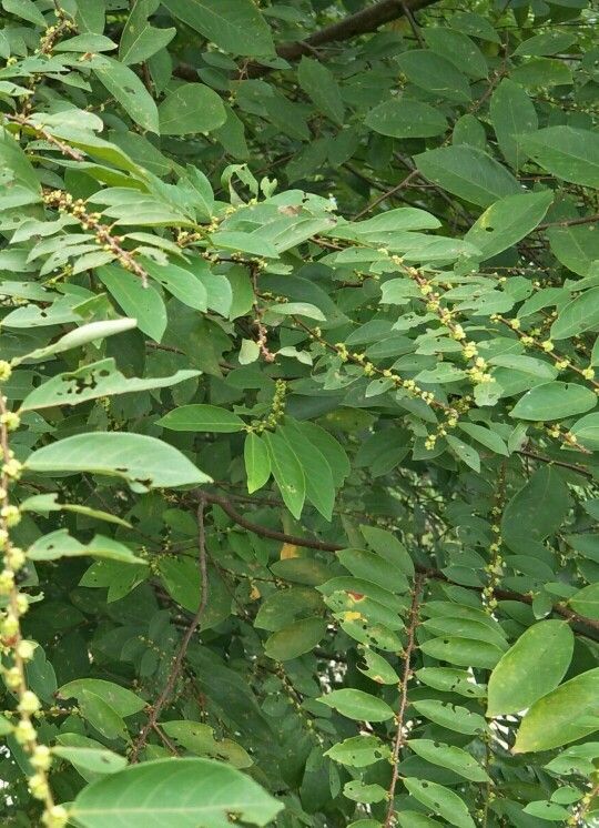 Discover the Benefits and Uses of Pop-gun seed: A Comprehensive Guide