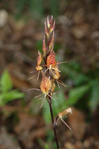 【原種ラン】Cryptostylis acutata 洋ラン 原種ランCryptostylis acutata 洋ラン