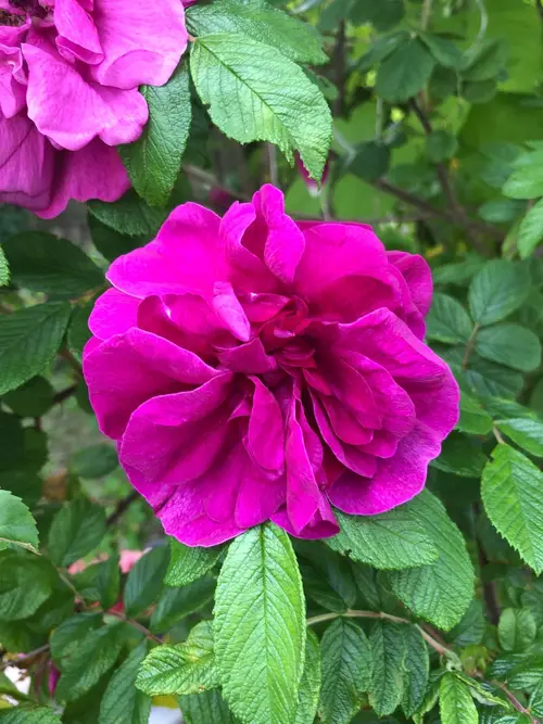 Rugosa rose 'Hansa'