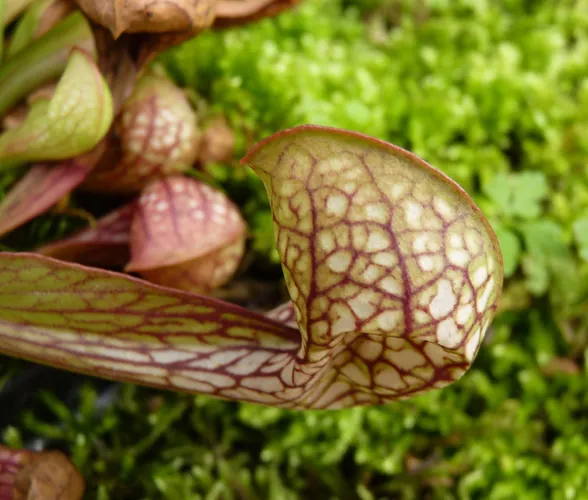 Parrot pitcherplant - Sarracenia psittacina (Care, Characteristics, Flower,  Images)