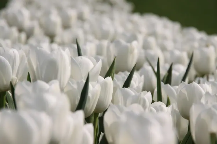 Tulips 'White Dream'