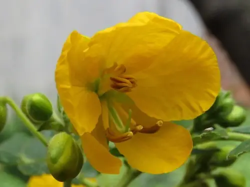 Mutui (Senna multiglandulosa) - PictureThis
