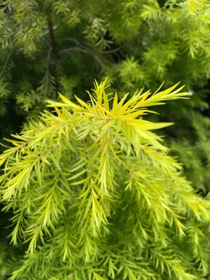 ブラックティーツリー (ケア, 特徴, 花, 画像)