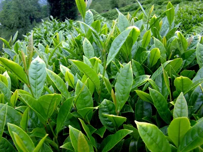 Chá Verde - Camellia sinensis (Cuidado, Características, Flor, Imagens)