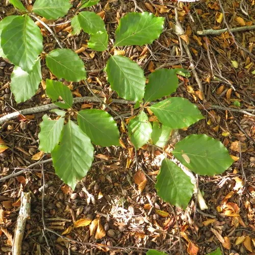 Rotbuche - Fagus sylvatica (Pflege, Merkmale, Symbolik, Bilder)