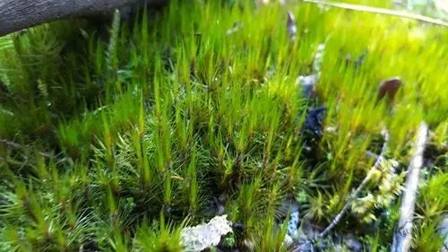 Dicranum moss