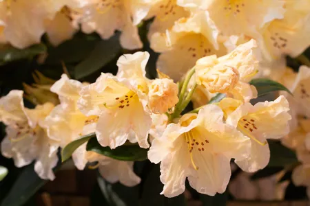 Azalea 'Christmas Cheer' (Rhododendron 'Christmas Cheer') - PictureThis