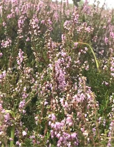 How to Grow and Care for Scotch heather