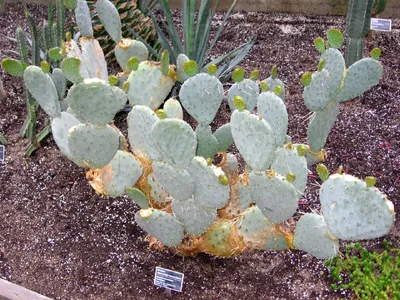 Opuntia macrorhiza - PictureThis