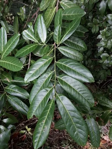 kentia palm watering Kentia Palm – Fragrance Plants and Flowers
