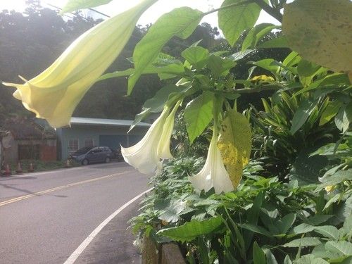 Is Angel's trumpet Poisonous