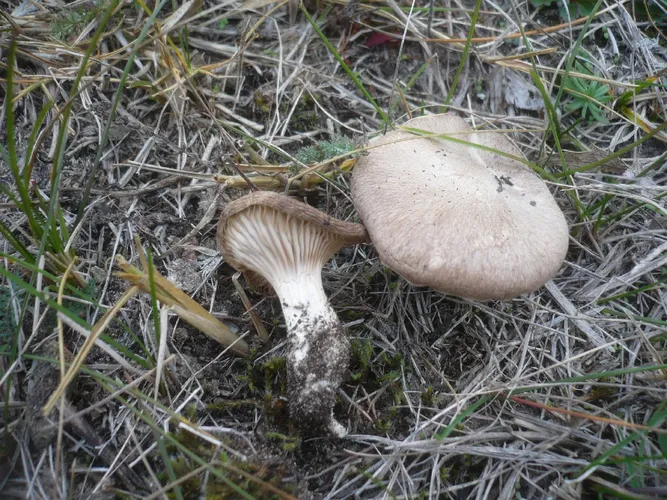 エリンギ (Pleurotus eryngii) - PictureThis