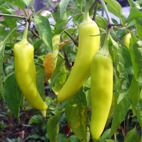 Pimenta banana pepper