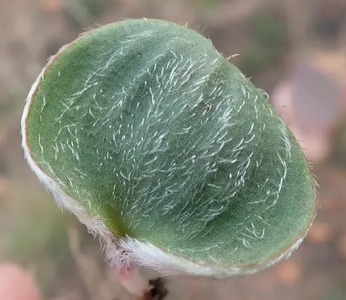 Eriospermum pubescens