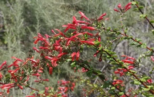 Heartleaf Keckiella (Keckiella cordifolia) - PictureThis